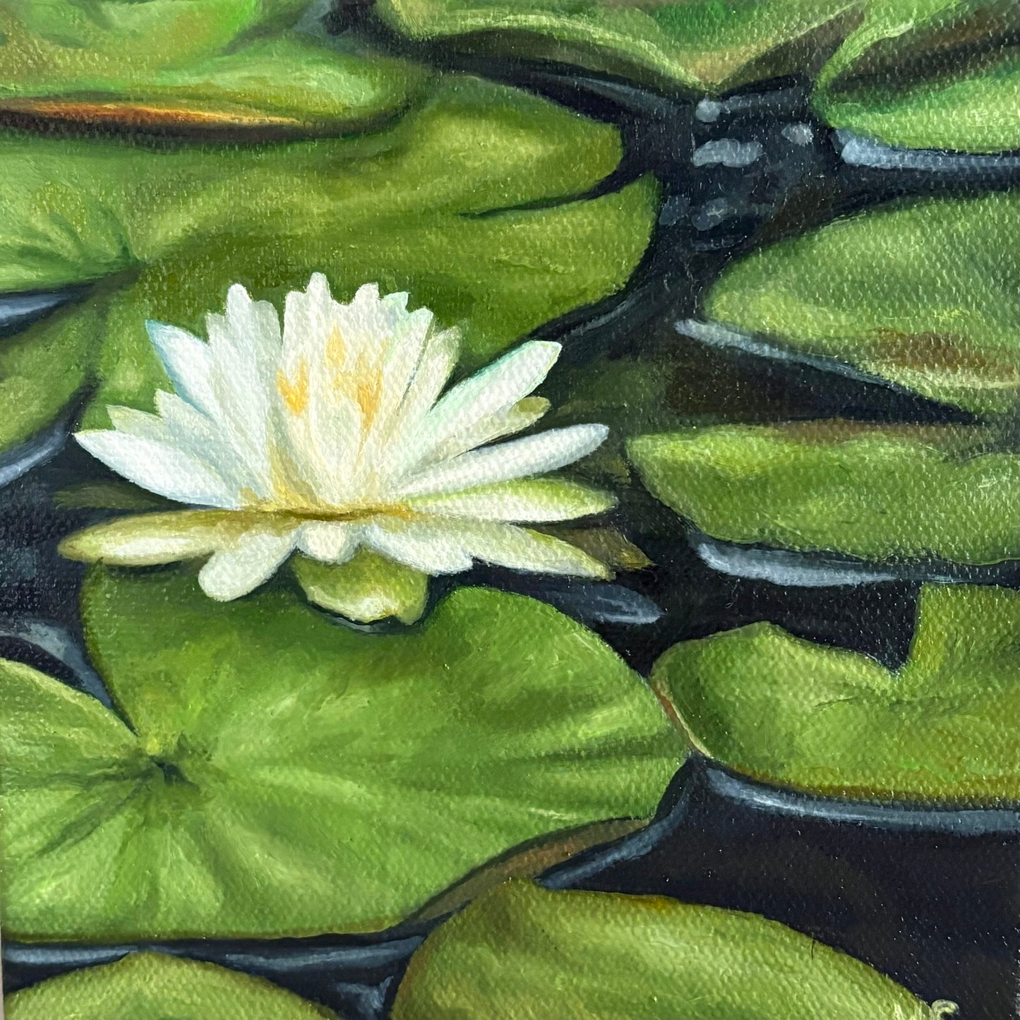 Peaceful Waterlily