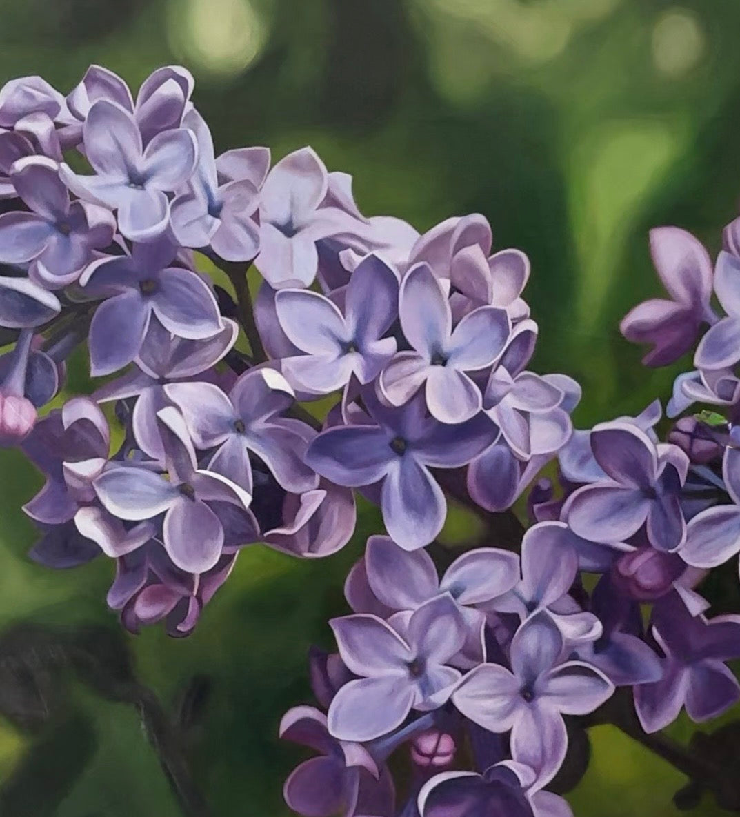 Lilac
