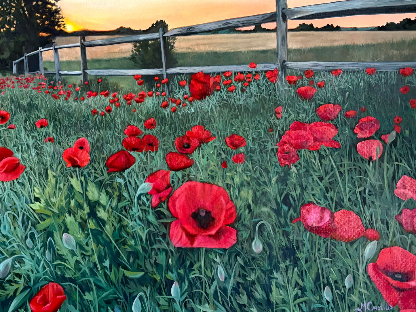 Poppy Field